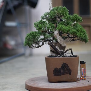 May include: A bonsai tree with green foliage and a thick, gnarled trunk, potted in a brown ceramic pot. The tree is sitting on a wooden table.