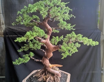 May include: A meticulously crafted bonsai tree with a twisted, brown trunk and vibrant green foliage. The tree is planted in a square, light-brown pot filled with black gravel. The roots are partially exposed, adding to the tree's aesthetic appeal. The background is a dark, solid color.