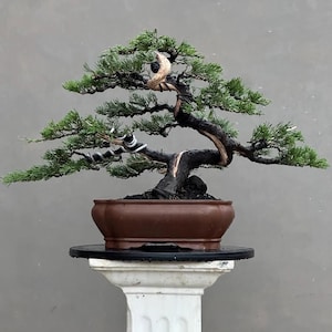 rossmann lego bonsai Bonsai Tree Lego main image 1