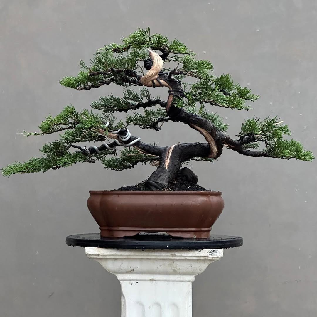 marble queen efeutute Efeutute Marble Queen | Epipremnum marble queen