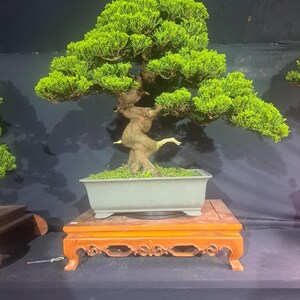 Imagen Real 3 Bonsáis de Enebro Chinensis y 1 Árbol Bonsái de Premna Microphylla