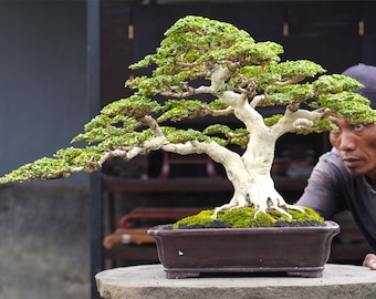 Premna Microphylla Bonsai Tree: Real Live Plant medium