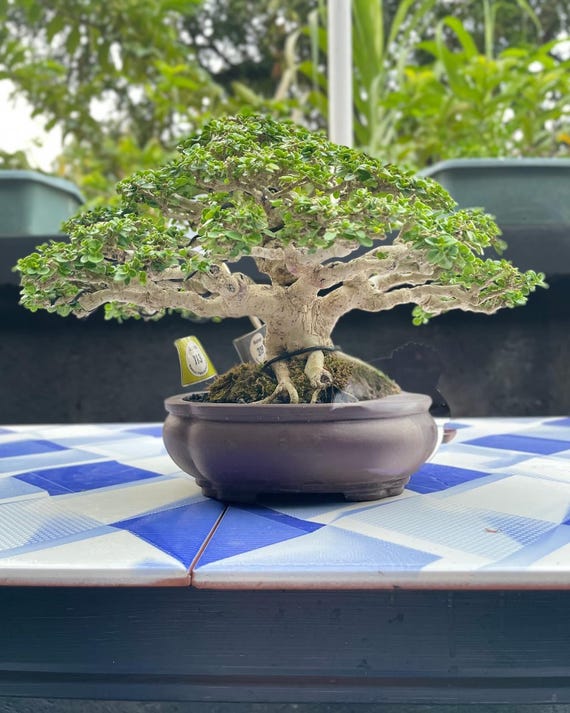 bonsai premium Bonsai Fertilizer Pellets main image 0