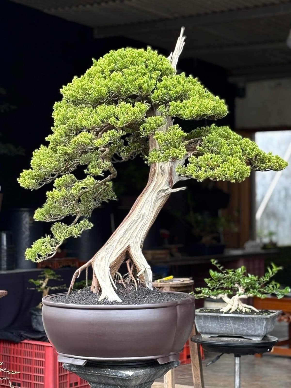 Echtbild Bonsai Wacholder Sargentii Big Size Original Deadwood | Zypresse  Bonsai Baum - Etsy sterreich