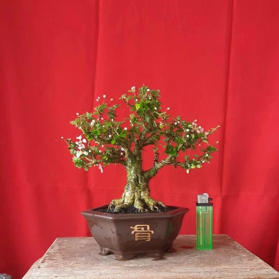 Echtes Bild Bonsai Malpighia coccigera - Etsy.de