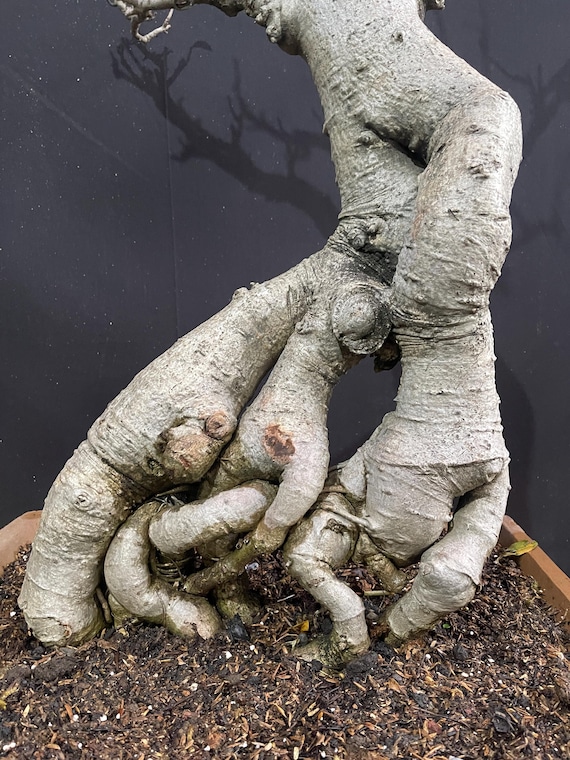 baobabの実様 Baobab Feathers Candle Max 16 | Kneen & Co