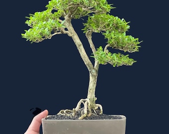 Serissa Foetida Bonsai Tree Real Picture