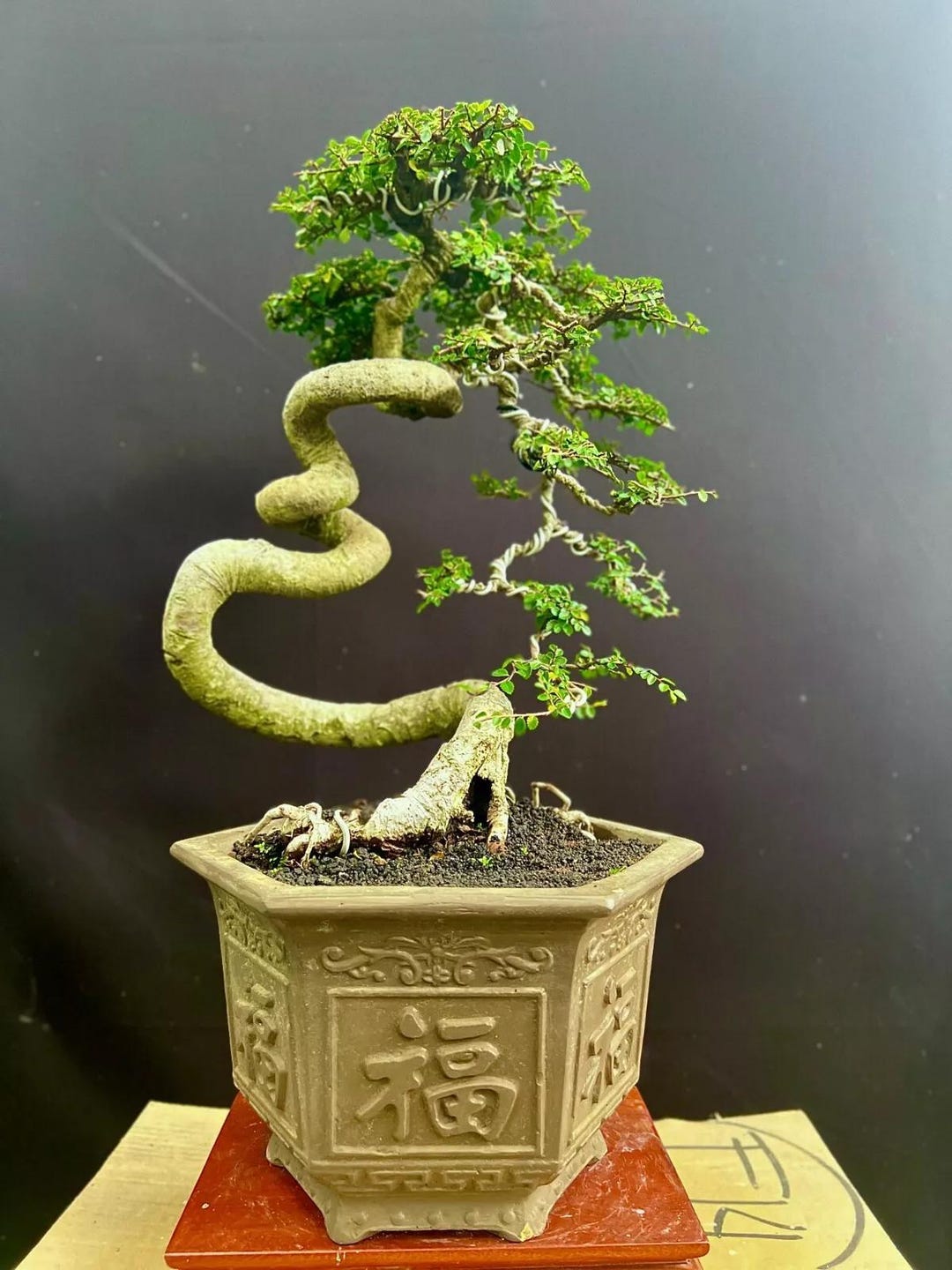 Bonsai Chinese Elm Real Picture Bonsai Ulmus Micro - Etsy