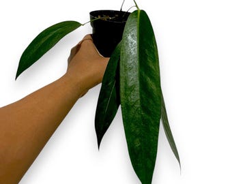 Anthurium wendlingeri - starter plant - Etsy 日本 Anthurium wendlingeri - starter plant - Etsy 日本
