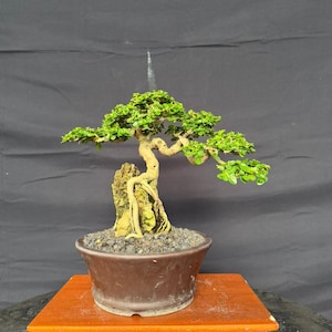 wie sieht bambus im winter aus Bambus Winter Joy (Fargesia nitida 'Winter Joy') | 80-100 cm im Topf