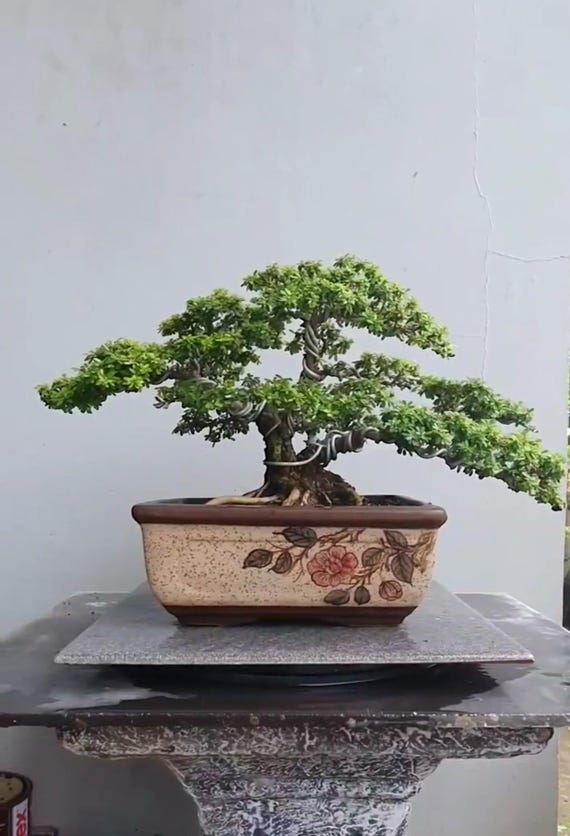 bronze bonsai Large Bronze Pine Bonsai Forest – Forests and Flowers main image 1
