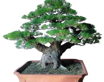 Bonsai Casuarina Equisetifolia Big Real Picture Cypress Bonsai Tree 35 Years Old