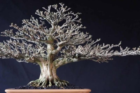 Blue Bell Bonsai Tree Height 40 Cm Collector Bonsai With Purple Flower Real  Picture - Etsy