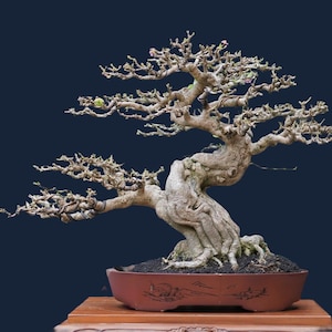 May include: A meticulously crafted bonsai tree with a gnarled trunk and delicate branches. The tree is planted in a reddish-brown ceramic pot with a detailed landscape design. The background is a deep navy blue.