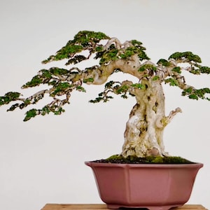 Premna Microphylla Bonsai Piccolo albero vivente realistico da collezione