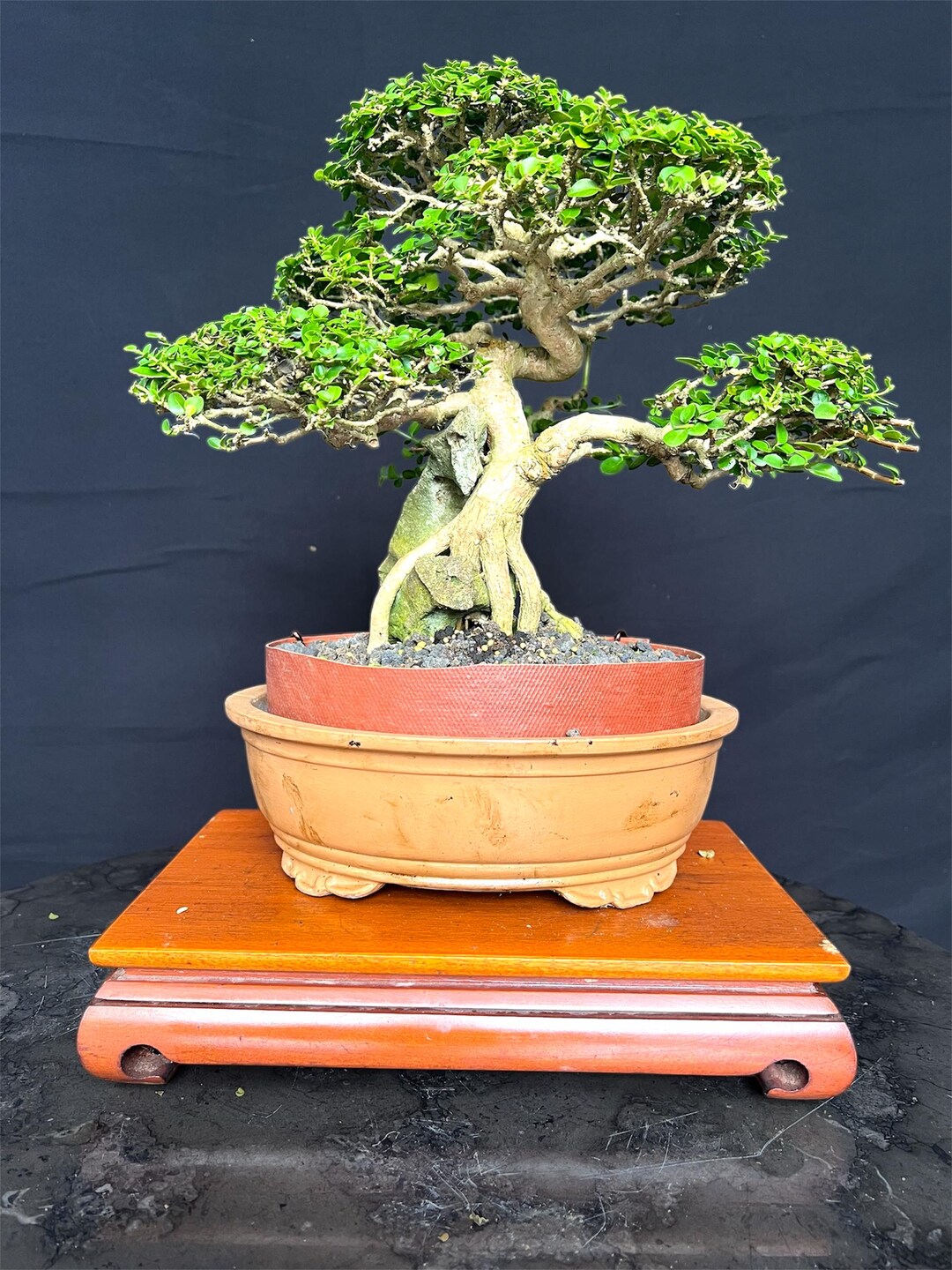 Premna Microphylla Bonsai on the Rock Beautifull Tree Real Picture - Etsy