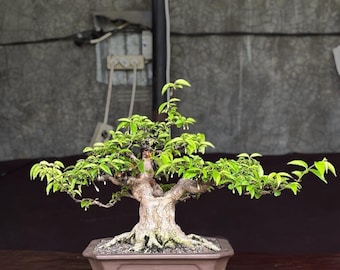 Actual Tree Water Jasmine Real Bonsai | Wrightia Religiosa Bonsai Tree Small