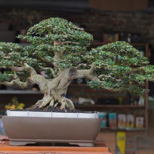 May include: A well-established bonsai tree, featuring a gnarled trunk and dense green leaves. The tree is potted in a rectangular, brown ceramic container. The bonsai is presented on a wooden table. The image is captured in natural light.