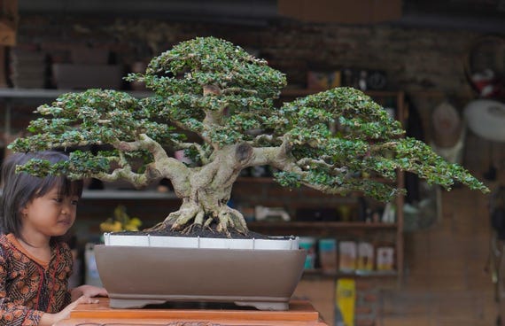 Ehretia Micro Bonsai Tree: Carmona Retusa, Hokiantea - Etsy Israel