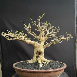 Bonsai Bougainvillea Glabra - Etsy