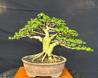 Bonsái de Premna Microphylla (imagen real, estilo formal)