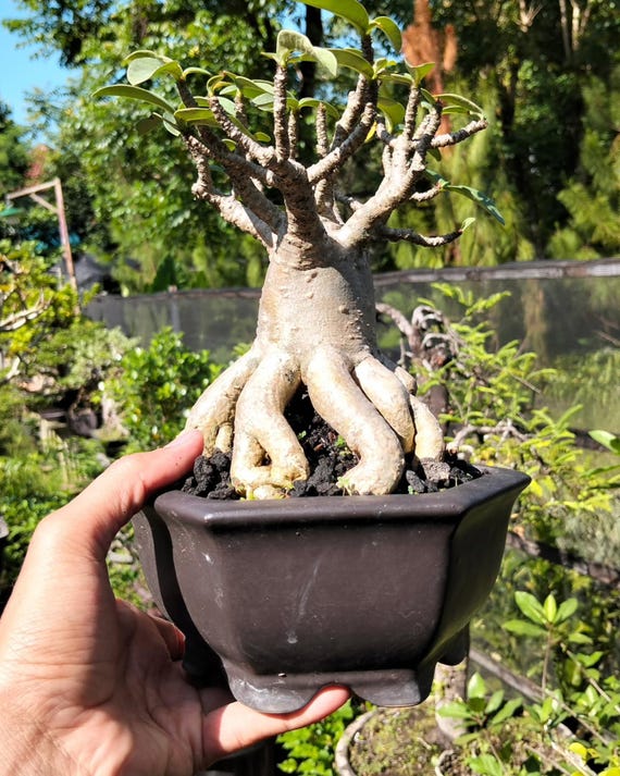Adenium Arabicum Bonsai Pflanze - Etsy.de