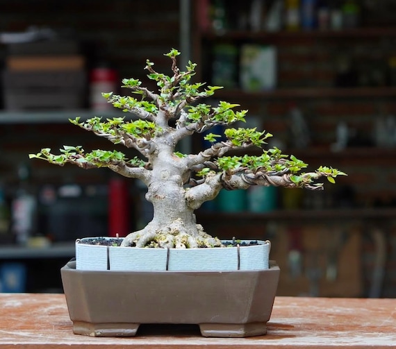 Bonsai Wood Jasmin Jasmine Bonsai Tree A-Z Animals