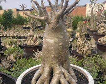 Adenium Thai Soco Bonsai Pflanze