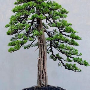 Juniperus Chinensis Old chokan Bonsai Tree actual picture large
