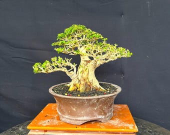 Bonsái de Premna Microphylla (estilo de imagen real)