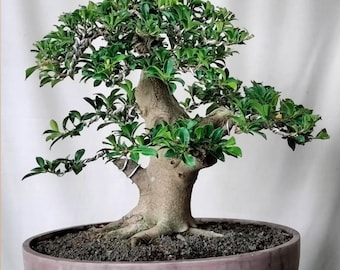 Bonsai Ficus Elegant Medium Old Tree Real Picture 53 cm