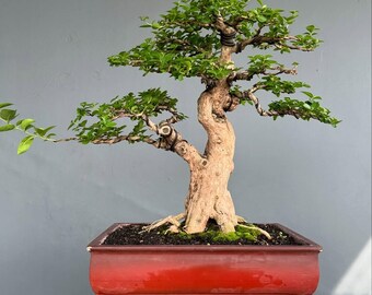 Premna Microphylla Bonsai On The Rock Wunderschöner Baum Echtes Bild Medium Gr