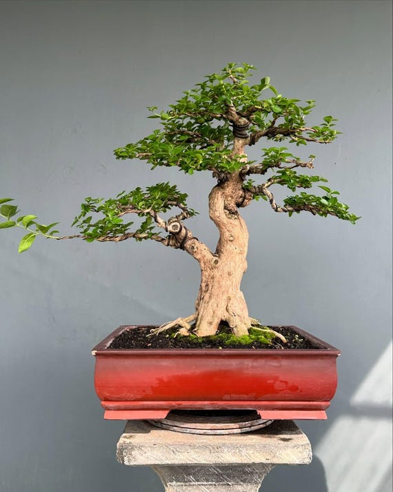 Premna Microphylla Bonsai on the Rock Beautifull Tree Real Picture