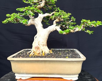 Premna Microphylla Bonsai Actual  Picture style