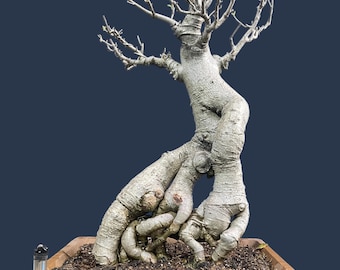 baobabの実様 Baobab Feathers Candle Max 16 | Kneen & Co