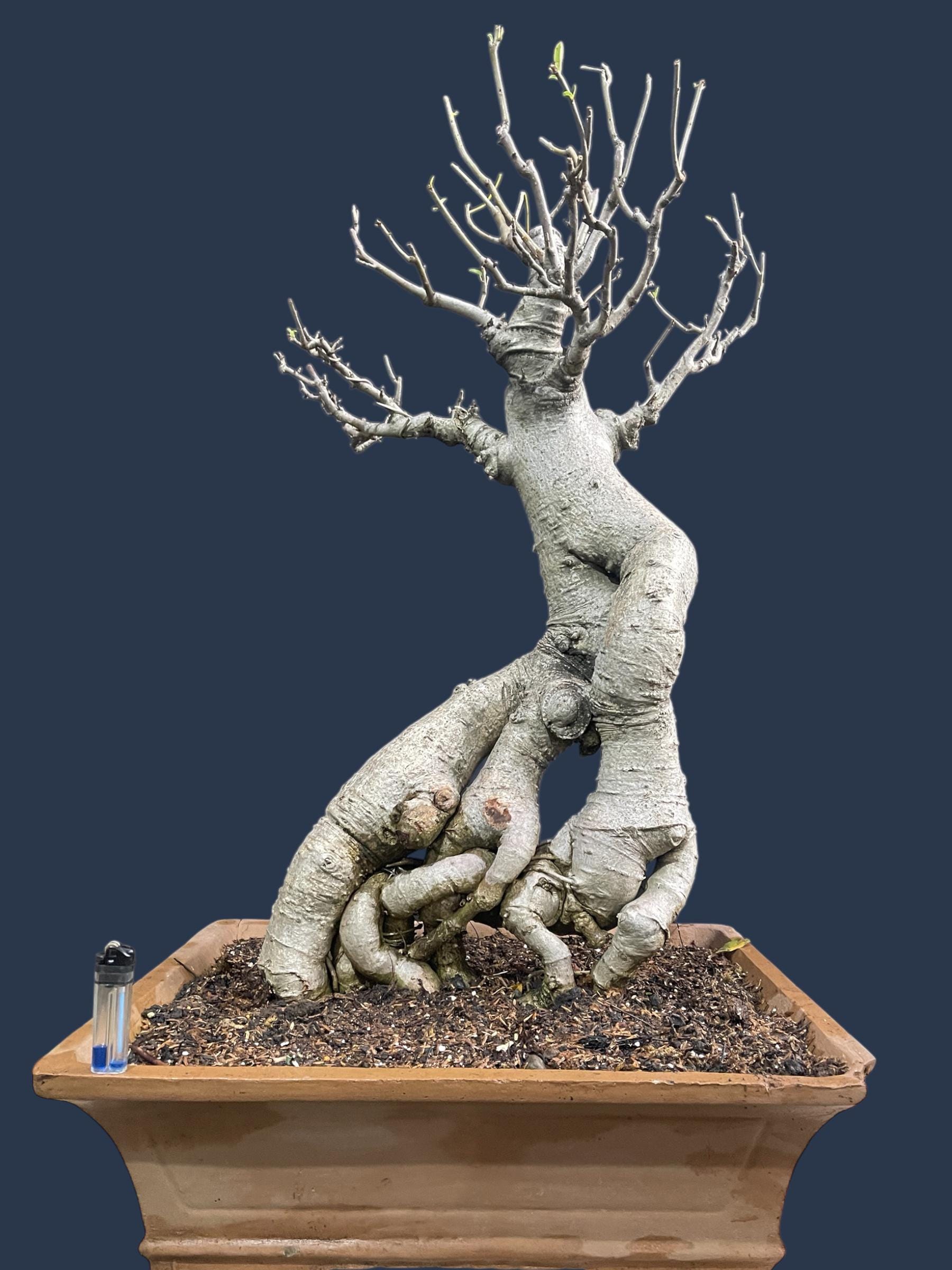 Rare Baobab Bonsai Tree: Old Adansonia, 80cm Height - Etsy