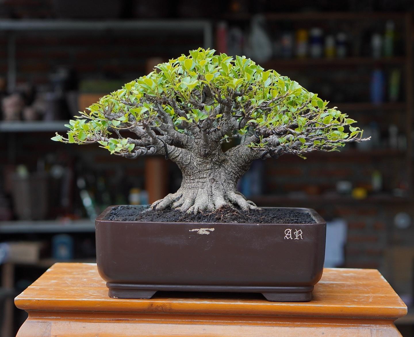 盆栽フィカスミクロカルパ古木実写真13年 - Etsy 日本