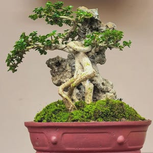 May include: A bonsai tree with green leaves and a light-colored trunk is planted in a red ceramic pot. The tree is surrounded by green moss and a rock formation. The pot sits on a wooden surface.