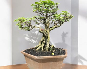 Real Picture Bougainvillea Singapore Bonsai Tree