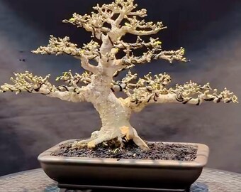Wrightia Water jasmine Bonsai Living Tree