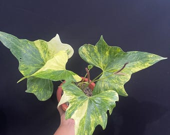 Real Picture Anthurium Pterodactyl Variegated Big size