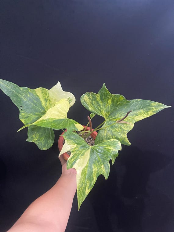 親株 斑入り アンスリウム テロダクティル - 55513 55513 - 斑入りアンスリウム テロダクティル 開花株 親株 斑入り