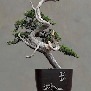 Echtbild Juniperus Chinensis Tanuki kleine Bonsai | Zypresse Bonsai Baum