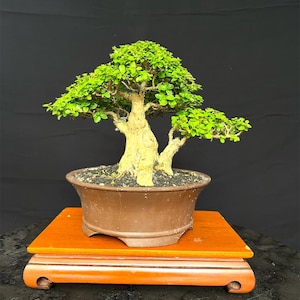 Árbol Bonsái Premna Microphylla