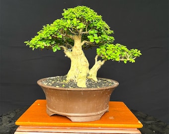 lego bonsai teile LEGO Mini Bonsai Trees main image 0