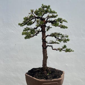 May include: A coniferous bonsai tree with dark green foliage and a textured brown trunk, featuring black training wire wrapped around the branches and main stem, planted in a hexagonal brown ceramic pot filled with dark potting soil.