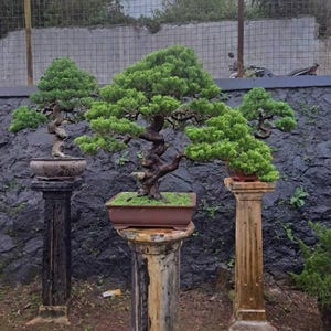 Bonsái de Juniperus Sargentii (imagen real) / Ciprés bonsái