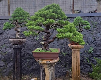 Real Picture Junipers Sargentii Bonsai Tree | Bonsai Cypress