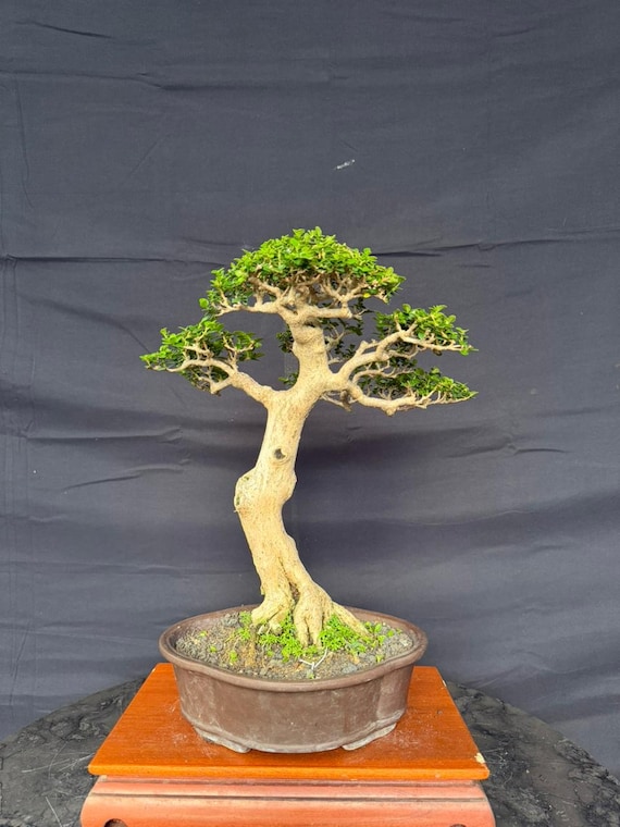 superthrive bonsai Superthrive Vitamins and Hormones