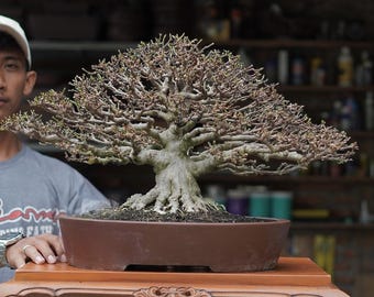 Actual Tree Water Jasmine Bonsai | Wrightia Religiosa Bonsai | Perfect Bonsai Collector